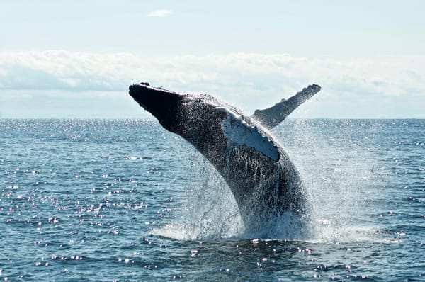 Gentle Giants í stöðugum rekstri á Húsavík